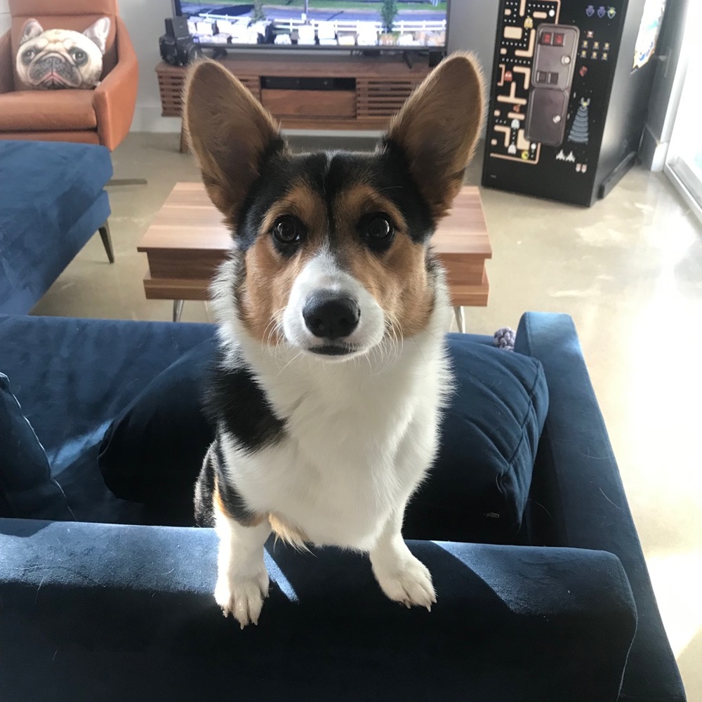 Meet your Posher, Milody